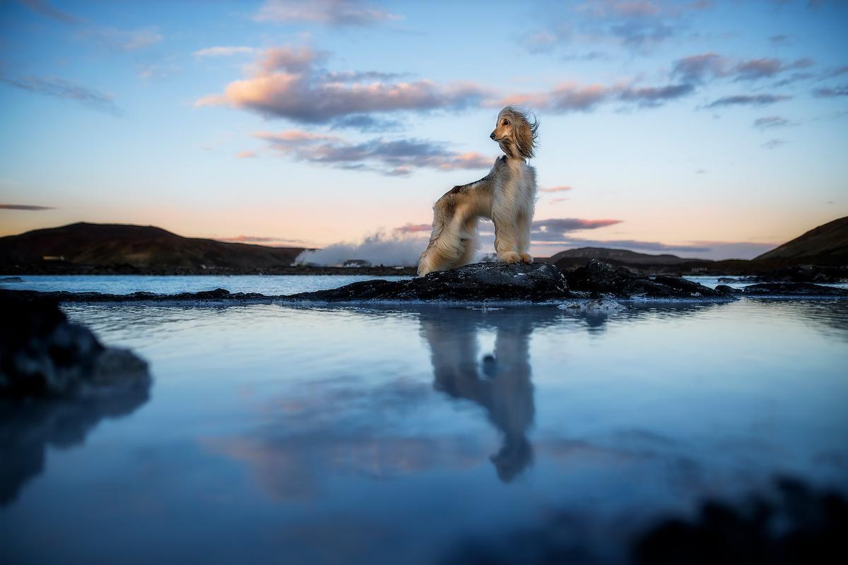 A dog poses at Blue Lagoon, Iceland. (Courtesy of <a href="https://www.instagram.com/anne.geier.fotografie/">Anne Geier</a>)