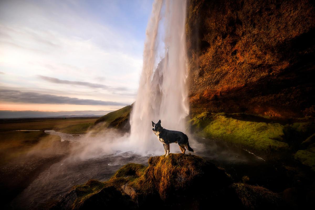 A pooch poses near a waterfall at Seljalandsfoss, Iceland. (Courtesy of <a href="https://www.instagram.com/anne.geier.fotografie/">Anne Geier</a>)