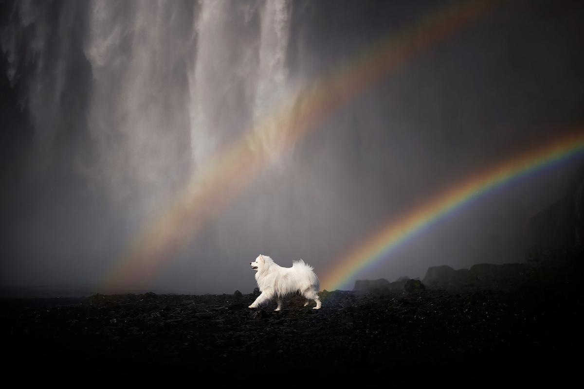 Waterfalls, rainbows, and a fluffy white dog pictured in Iceland. (Courtesy of <a href="https://www.instagram.com/anne.geier.fotografie/">Anne Geier</a>)