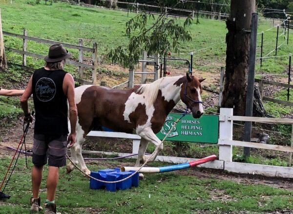 Individual participants are matched to each animal depending on the horse's personality. (Queensland Police Service)