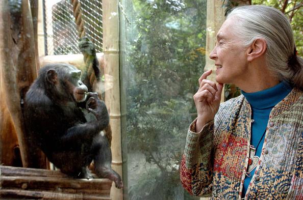 Jane Goodall and a chimpanzee regard each other at the Magdeburg, Germany zoo in 2004. (JENS SCHLUETER/DDP/AFP via Getty Images)