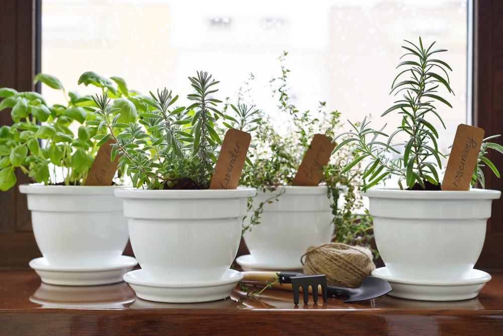 Most herbs will grow just about anywhere as long as they get a minimum of six hours of sunlight each day and are kept at a comfortable temperature. (mama_mia/Shutterstock)