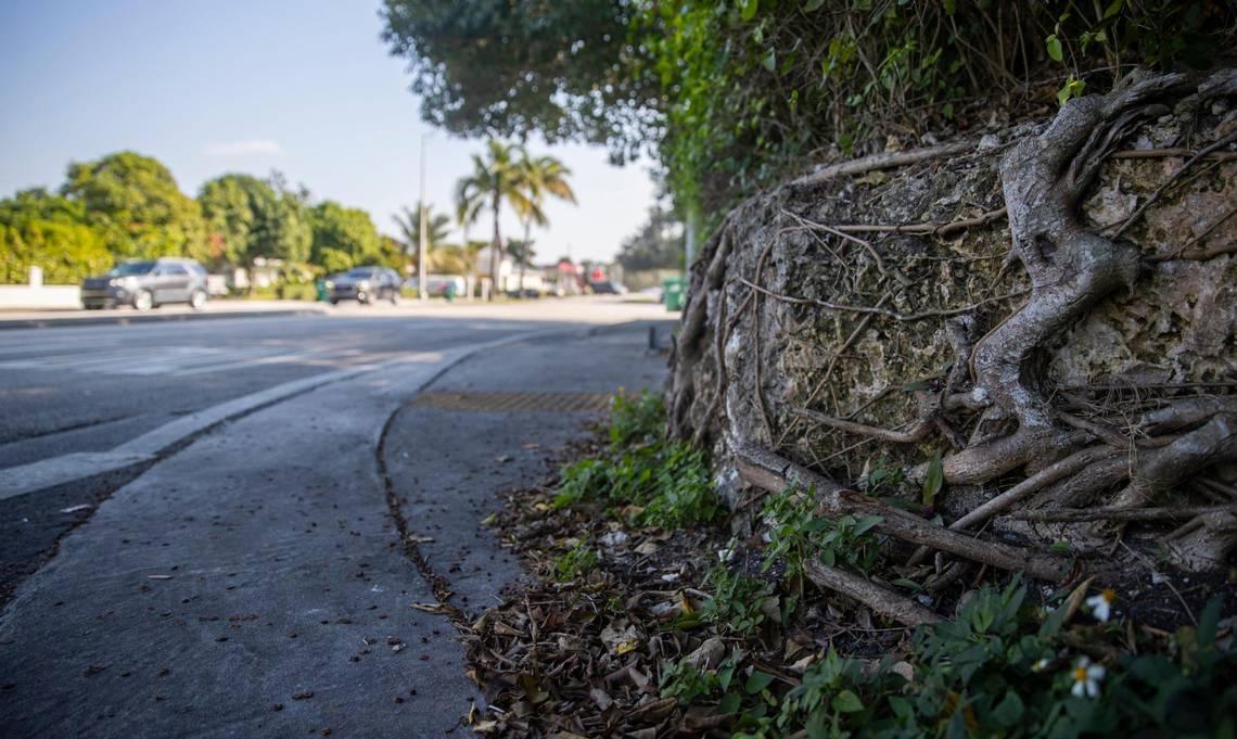 Tree roots wrap around exposed limestone rock at the corner of Coral Way and SW 58th Avenue. Spotting exposed limestone is a reliable clue that you're standing on some of the highest ground in South Florida. (Matias J. Ocner/Miami Herald/TNS)