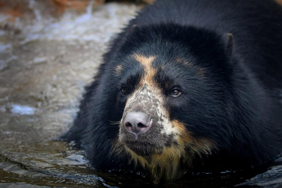 Andean Bear Escapes St. Louis Zoo for Second Time in One Month—Despite Keepers’ Beefed-Up Security