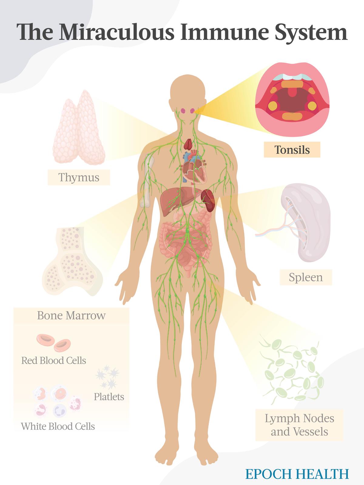  The Miraculous Immune System (The Epoch Times)