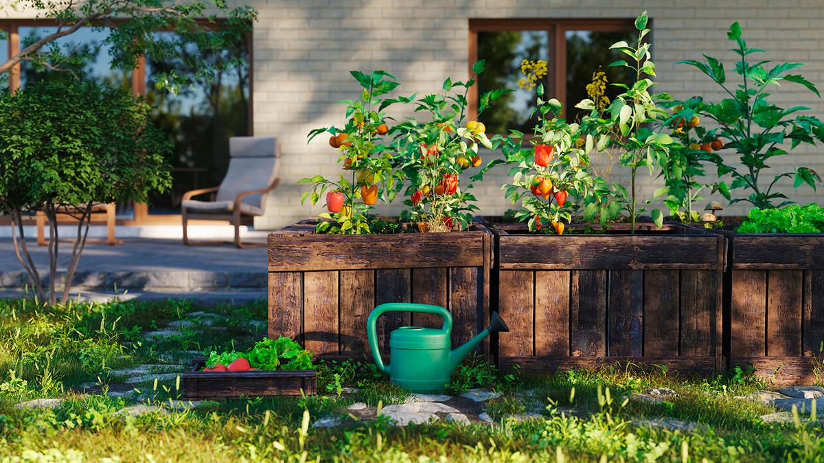 Raised planter boxes provide a way to grow vegetables when open areas of land aren't available. (piranka/Getty Images)