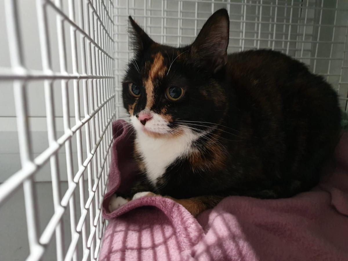 Lilo was found abandoned at the Manchester & Salford branch of the RSPCA in northwest England with a heartbreaking note from her owner. (Courtesy of <a href="https://www.facebook.com/RSPCAManchesterandsalford">RSPCA Manchester & Salford Branch</a>)
