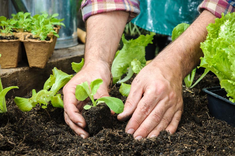 Transplanting seedlings is a great way to expedite the garden’s harvest. Place them to ensure they aren’t overcrowded and can grow to full size. (Alexander Raths/Shutterstock)