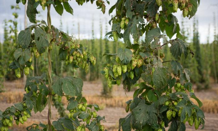 A Colorado Hop Farm Is the First Grower Outside the Pacific Northwest to Win This Award