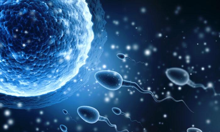 Global Sperm Counts Dropped More than 50 Percent in Recent Decades, 2 Main Causes: Experts