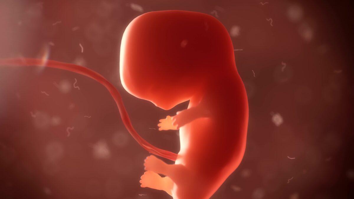 A 3D illustration of a human fetus in its early stage. (Shutterstock)