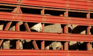 Stranded Livestock to Be Rested on Land, Then Exported