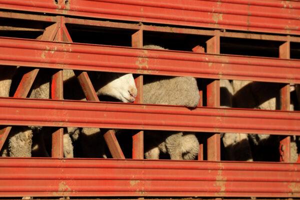Sheep are seen while being transported to the Al Kuwait in Fremantle, Australia, on June 16, 2020. (Paul Kane/Getty Images)