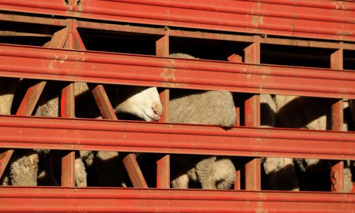 Australian Farmers Urge Government to Stop Cancelling Sheep Export Industry