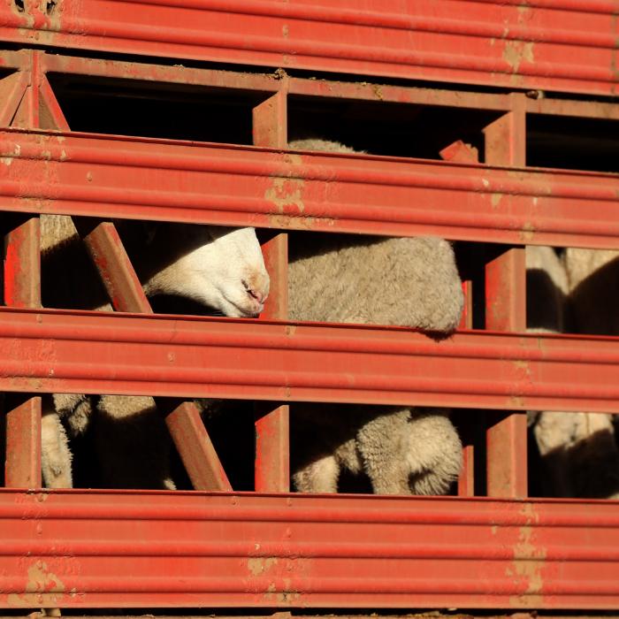 Stranded Livestock to Be Rested on Land, Then Exported
