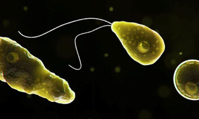 Officials: Person Dies After Brain-Eating Amoeba Infection
