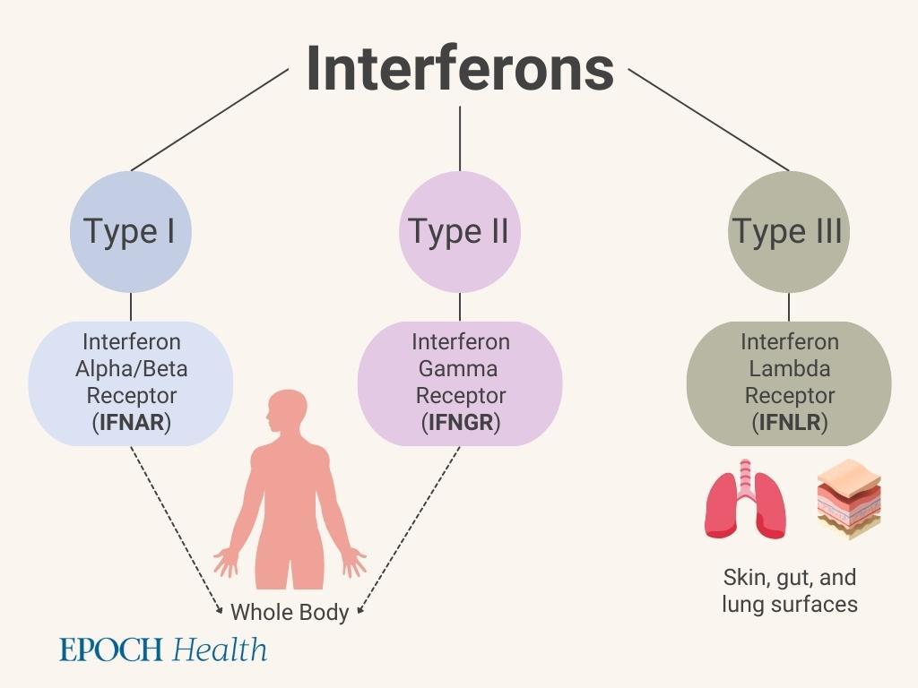 Classification of interferon types and their receptors. (The Epoch Times)