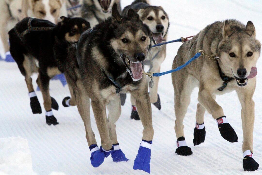 33 Iditarod Sled Dog Race Mushers to Trek Across Alaska