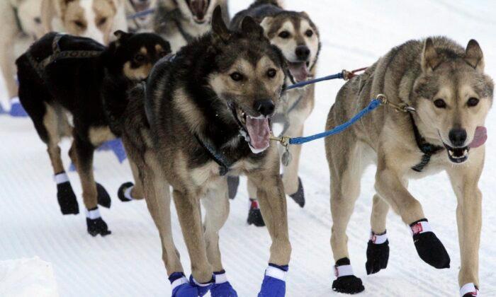 33 Iditarod Sled Dog Race Mushers to Trek Across Alaska