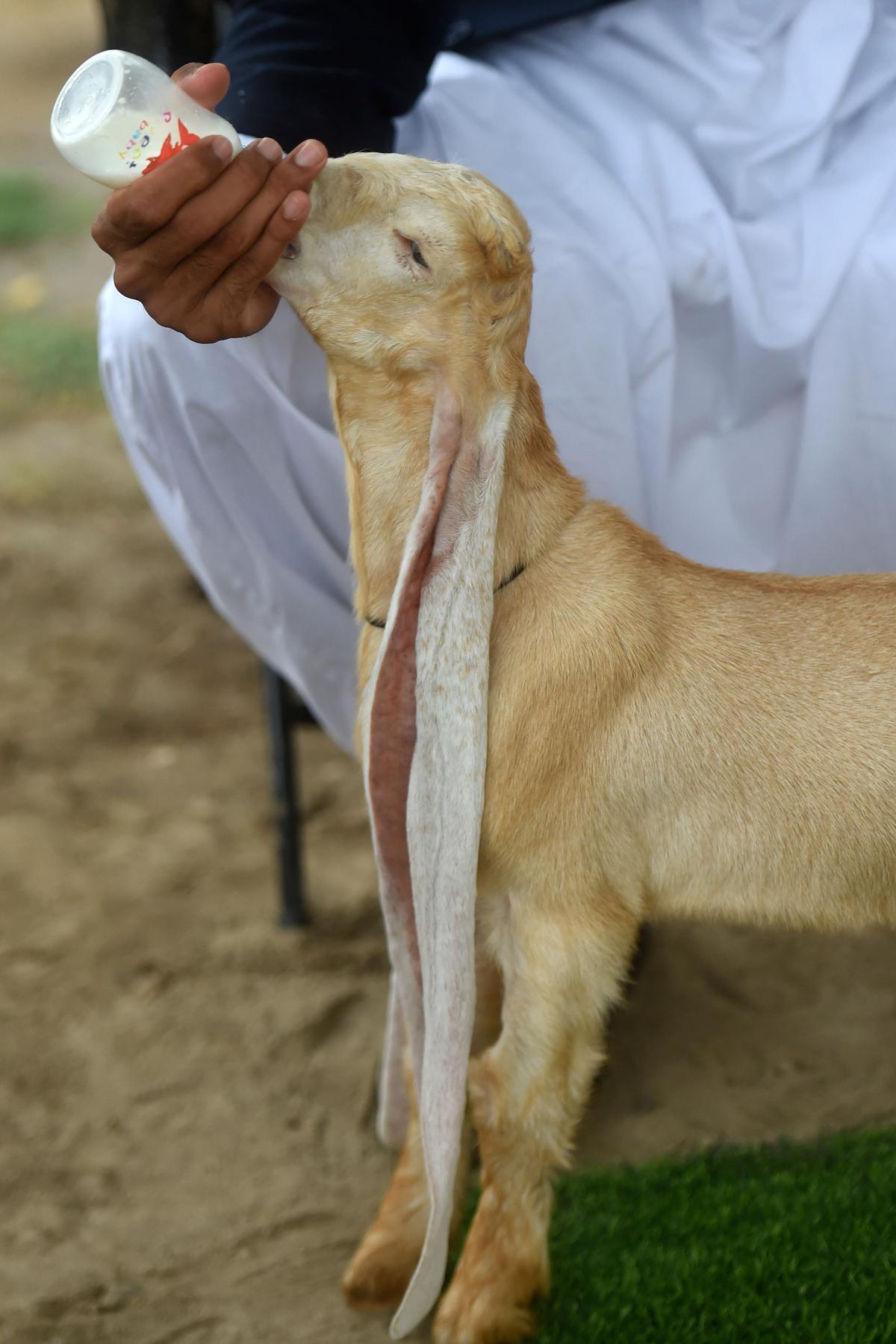 Hassan Narejo feeds milk to his kid goat Simba, in Karachi on July 6, 2022. (Asif Hassan/AFP via Getty Images)