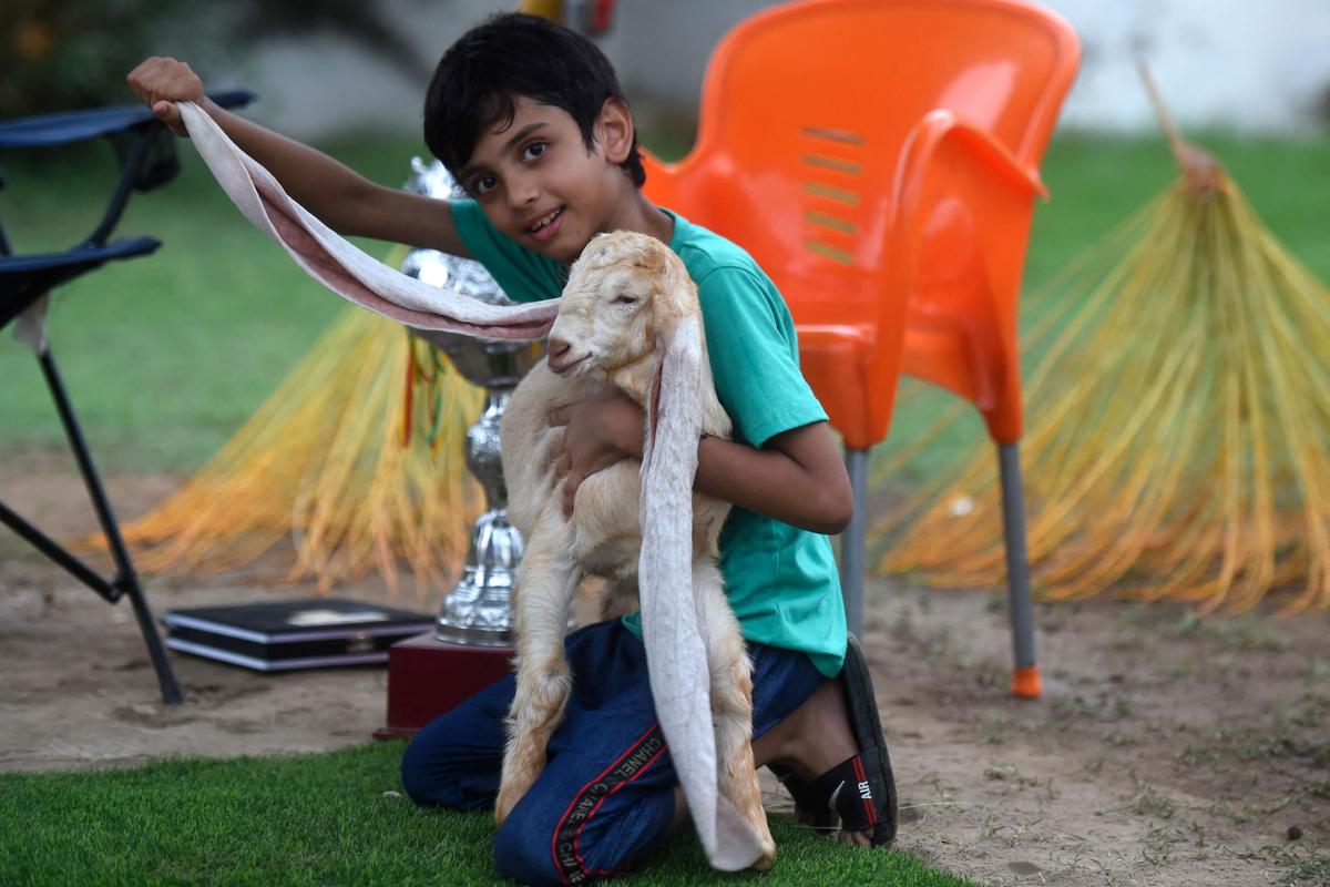 Hassan Narejo's son displays an ear of kid goat Simba, in Karachi on July 6, 2022. (Asif Hassan/AFP via Getty Images)