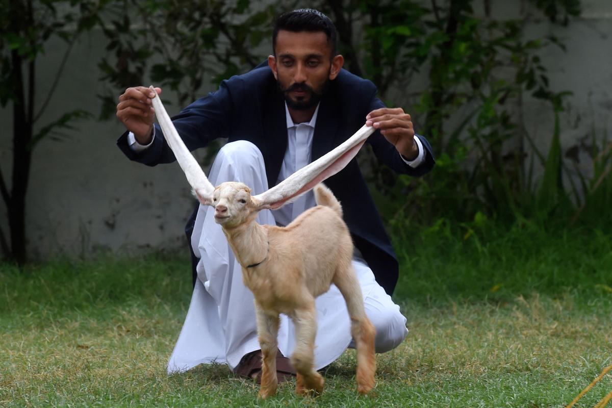 Hassan Narejo displays the ears of his kid goat Simba, in Karachi on July 6, 2022. (Asif Hassan/AFP via Getty Images)