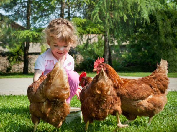 Chicken keeping has become more popular. (Fotokostic/Shutterstock)