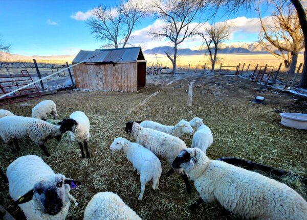 Raising sheep is one of the main activities at Fortitude Ranch Nevada, on March 2, 2023. (Allan Stein/The Epoch Times)