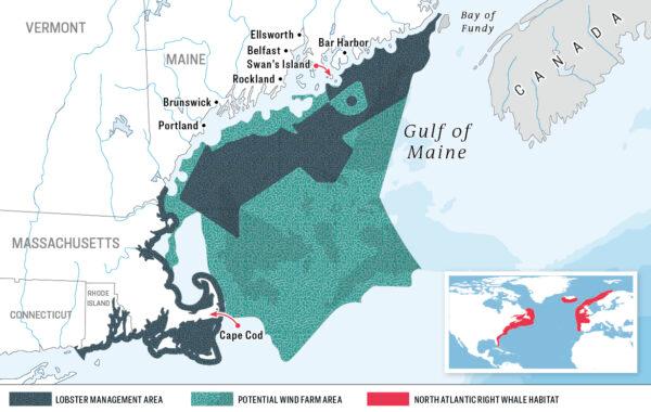 A map shows the overlap of lobster fishing areas, potential offshore windmills, and the North Atlantic right whale migration pattern in the Gulf of Maine. SOURCES: Bureau of Ocean Energy Management, Maine government, National Oceanic and Atmospheric Administration. (The Epoch Times/Shutterstock)