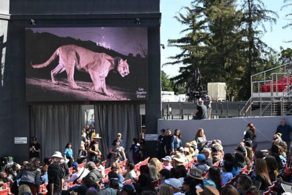 People arrive for a memorial for the famed mountain lion P-22 at the Greek Theatre in Los Angeles, on Feb. 4, 2023. (Robyn Beck/AFP via Getty Images)