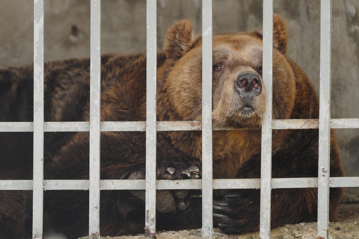 Brown bear Mark was rescued from a restaurant in Tirana, Albania. (<a href="https://www.four-paws.org/">FOUR PAWS</a>)