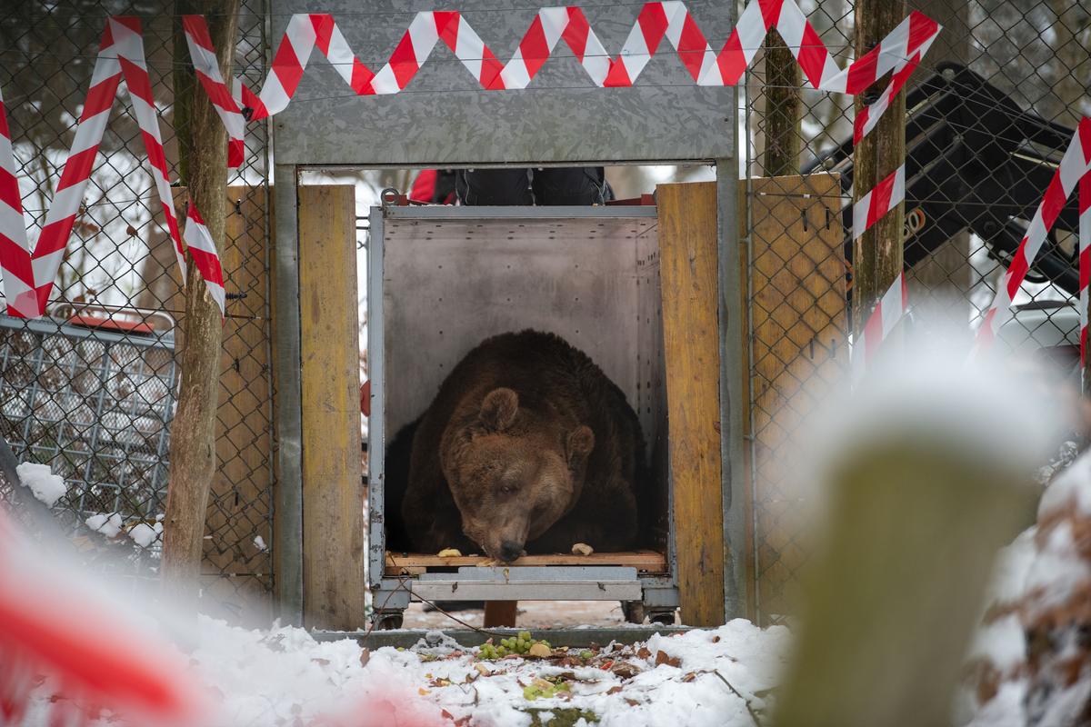 Brown bear Mark inspects his new home at Bear Sanctuary Arbesbach in Austria. (<a href="https://www.four-paws.org/">FOUR PAWS</a>)