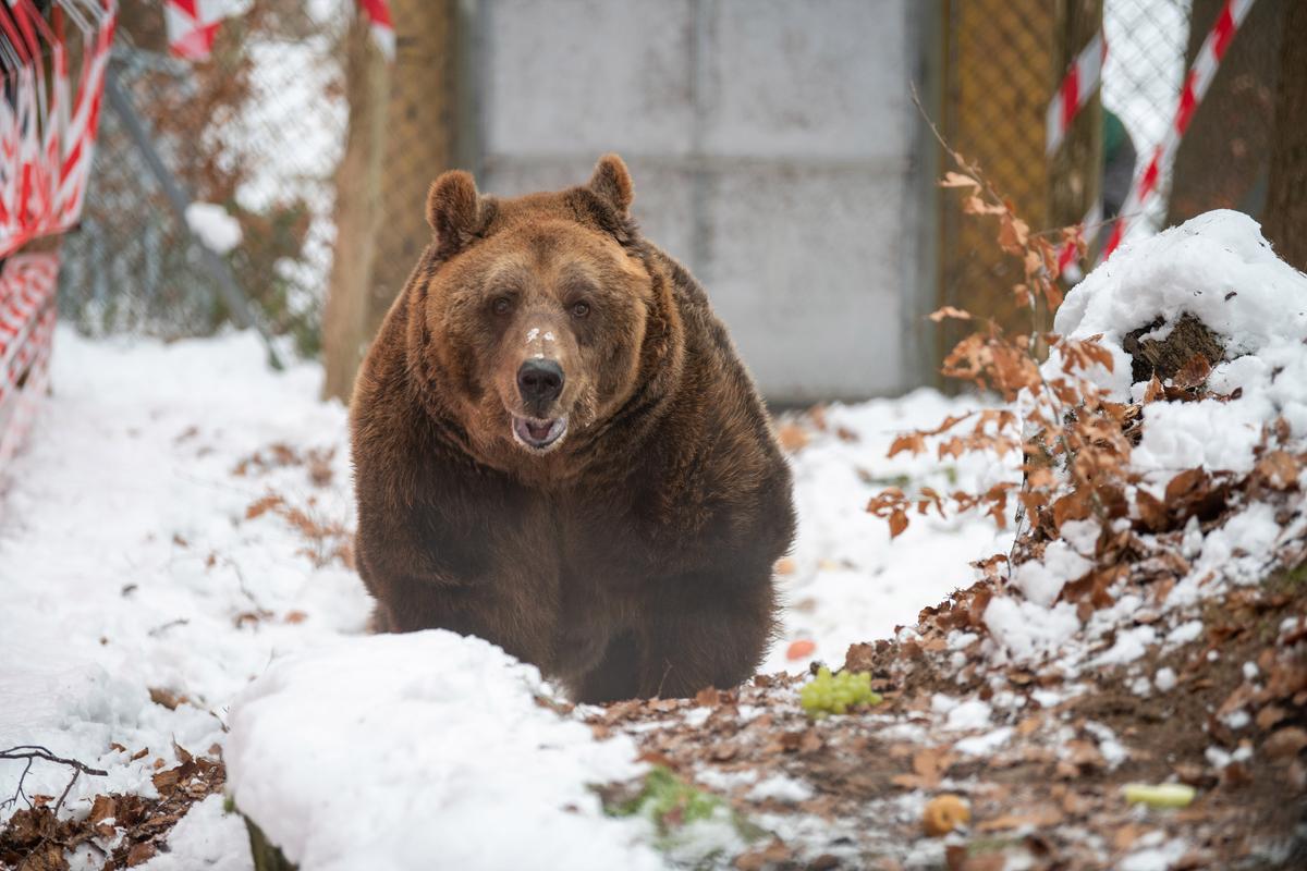 Brown bear Mark takes his first steps in his new home at Bear Sanctuary Arbesbach in Austria. (<a href="https://www.four-paws.org/">FOUR PAWS</a>)