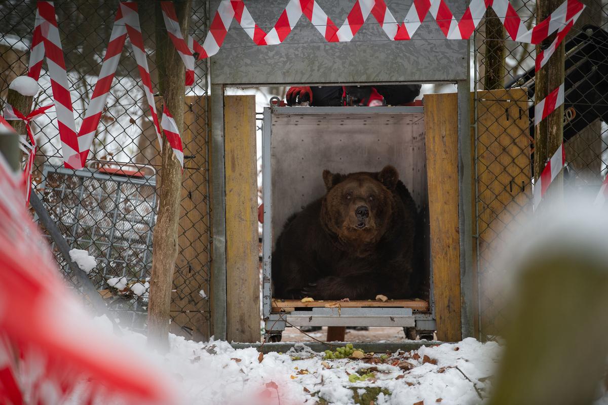 Brown bear Mark looks out onto his new home at Bear Sanctuary Arbesbach in Austria. (<a href="https://www.four-paws.org/">FOUR PAWS</a>)