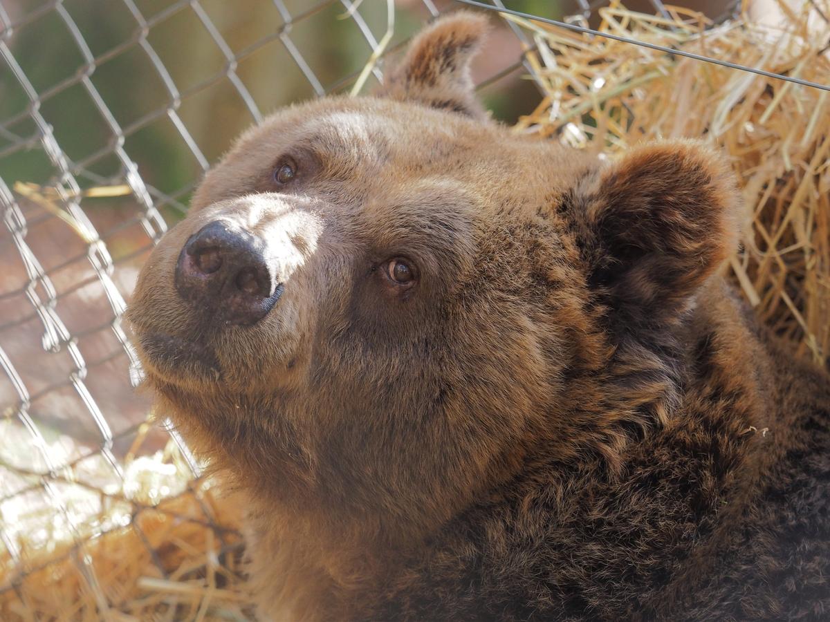 Brown bear Mark sitting in his straw bed, looking around in an enclosure in Bear Sanctuary Arbesbach in Austria. (<a href="https://www.four-paws.org/">FOUR PAWS</a>)