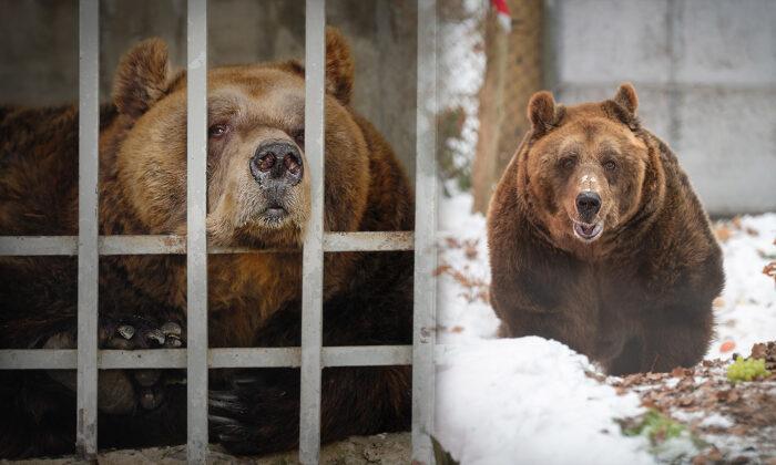 Saddest Restaurant Bear in Albania Freed From Tiny Cage After 20 Years of Boredom and Being Gawked At