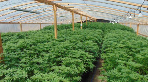 Cannabis plants inside a greenhouse. (Courtesy of the Siskiyou County Sheriff's Department)