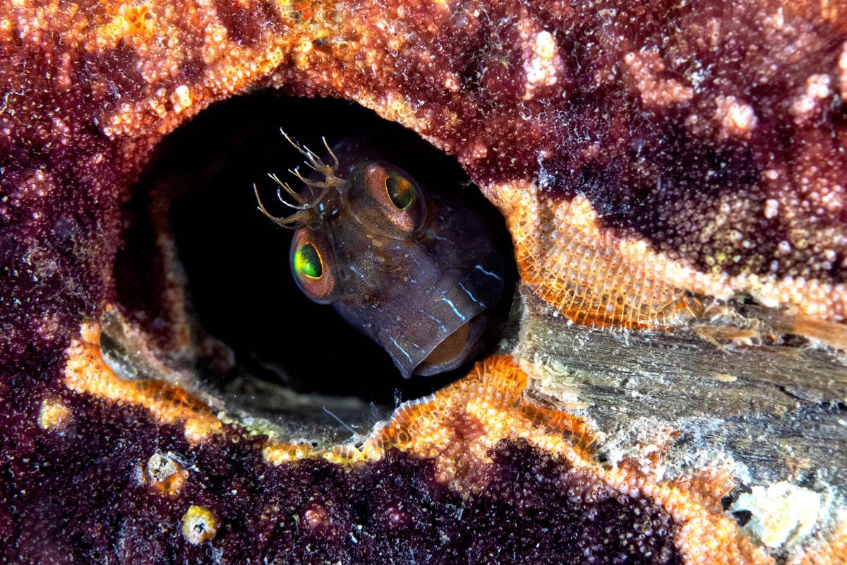 A seaweed blenny in Florida photographed by Andre Johnson of the U.S. (Courtesy of Andre Johnson/World Nature Photography Award)