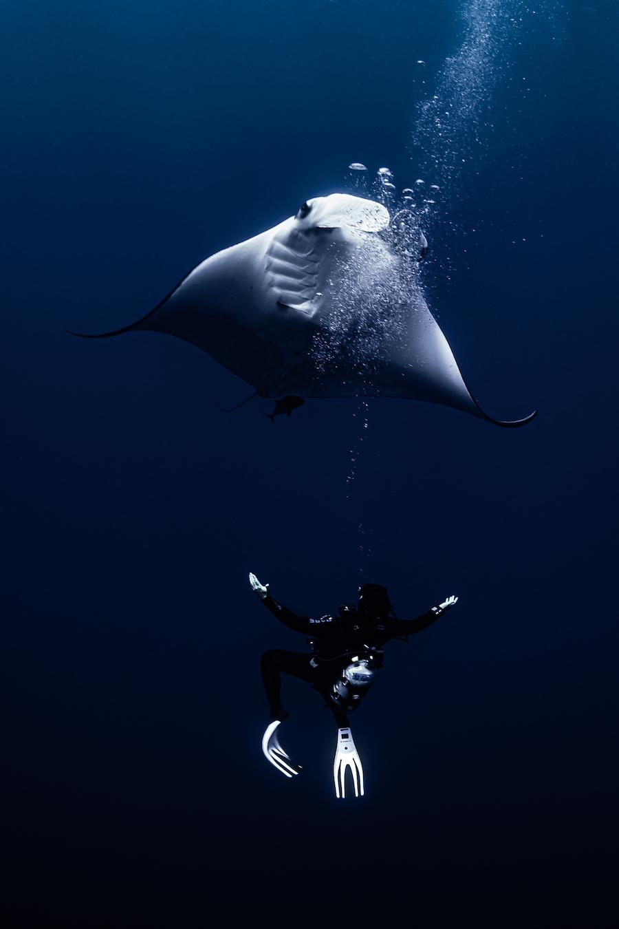 A giant oceanic manta ray photographed by Evan Friedman of the United States (Courtesy of Evan Friedman/World Nature Photography Award)