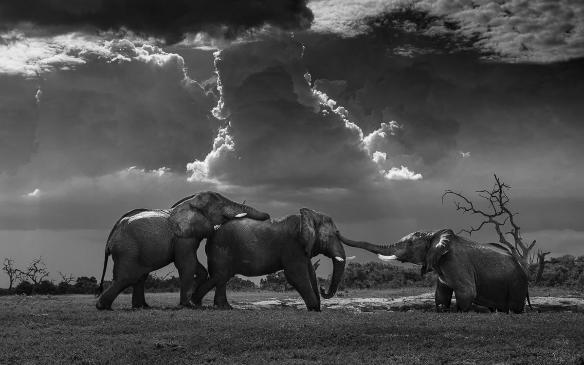 Elephants photographed by Jules Oldroyd of the U.K. (Courtesy of Jules Oldroyd/World Nature Photography Award)
