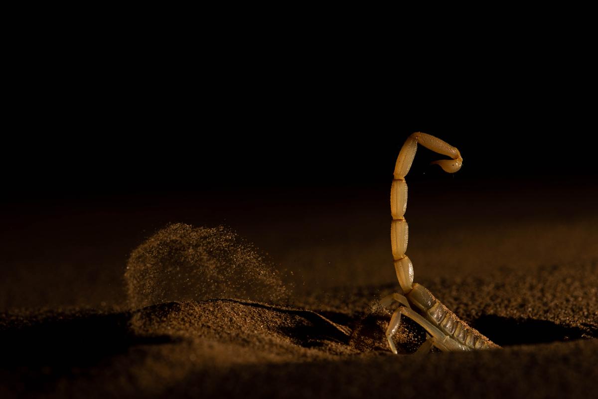 A scorpion burrowing in India photographed by Sitaram Raul of India. (Courtesy of Sitaram Raul/World Nature Photography Award)