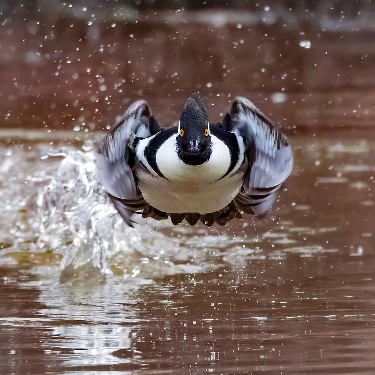 A male hooded merganser photographed by Charles Schmidt of the United States (Courtesy of Charles Schmidt/World Nature Photography Award)