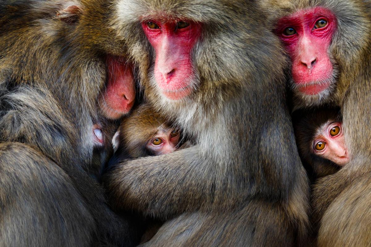 Japanese macaques at Awaji Island photographed by Hidetoshi Ogata of Japan. (Courtesy of Hidetoshi Ogata/World Nature Photography Award)