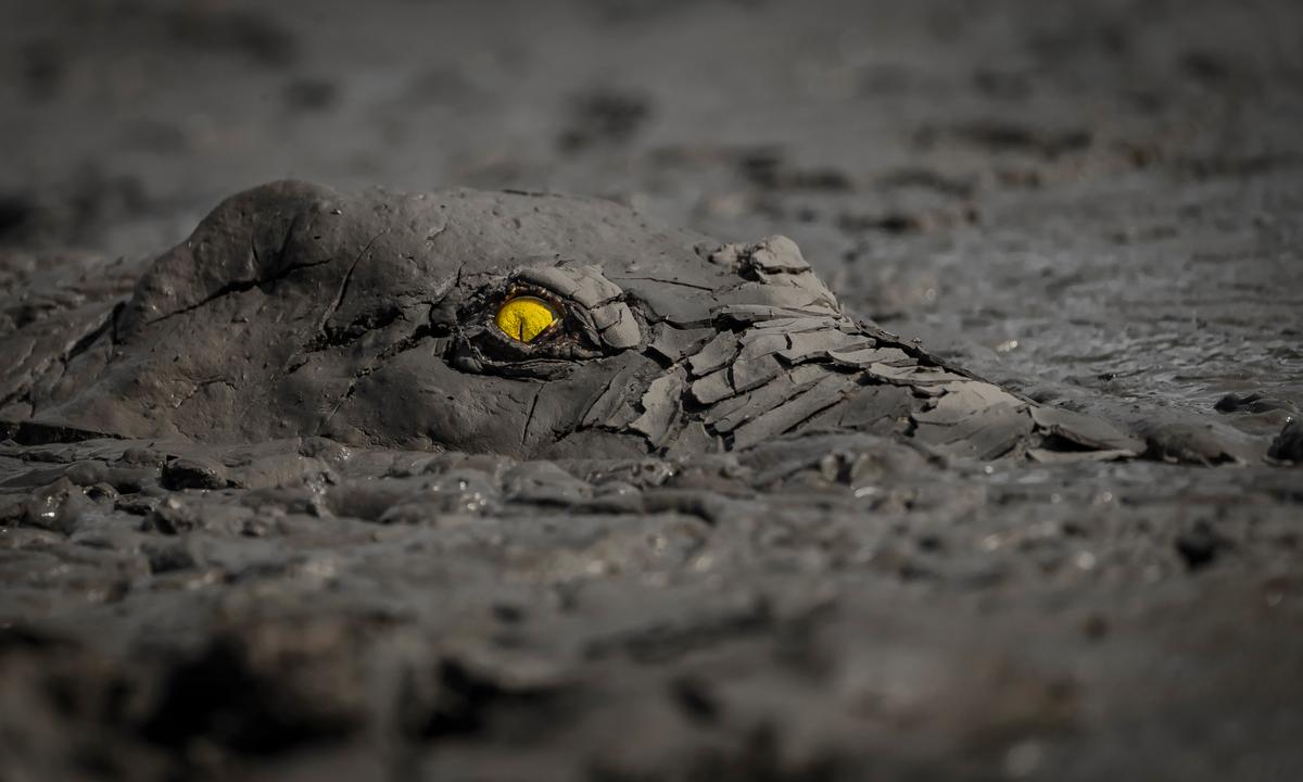 A crocodile at Mana Pools National Park, Zimbabwe, photographed by Jens Cullmann of Germany. (Courtesy of Jens Cullmann/World Nature Photography Award)