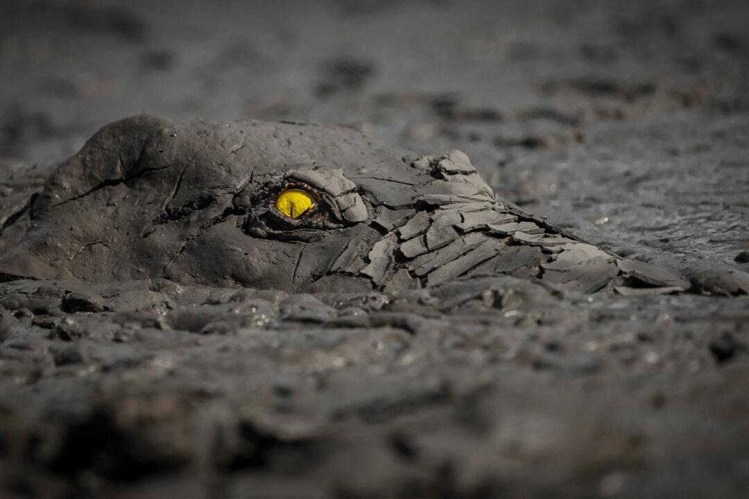 29 Winners of World Nature Photography Awards 2022 Feature Crocodile’s Flaming Eye Claiming Gold