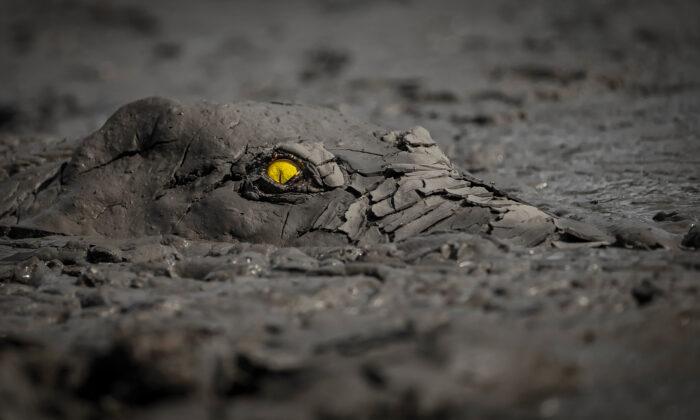 29 Winners of World Nature Photography Awards 2022 Feature Crocodile’s Flaming Eye Claiming Gold
