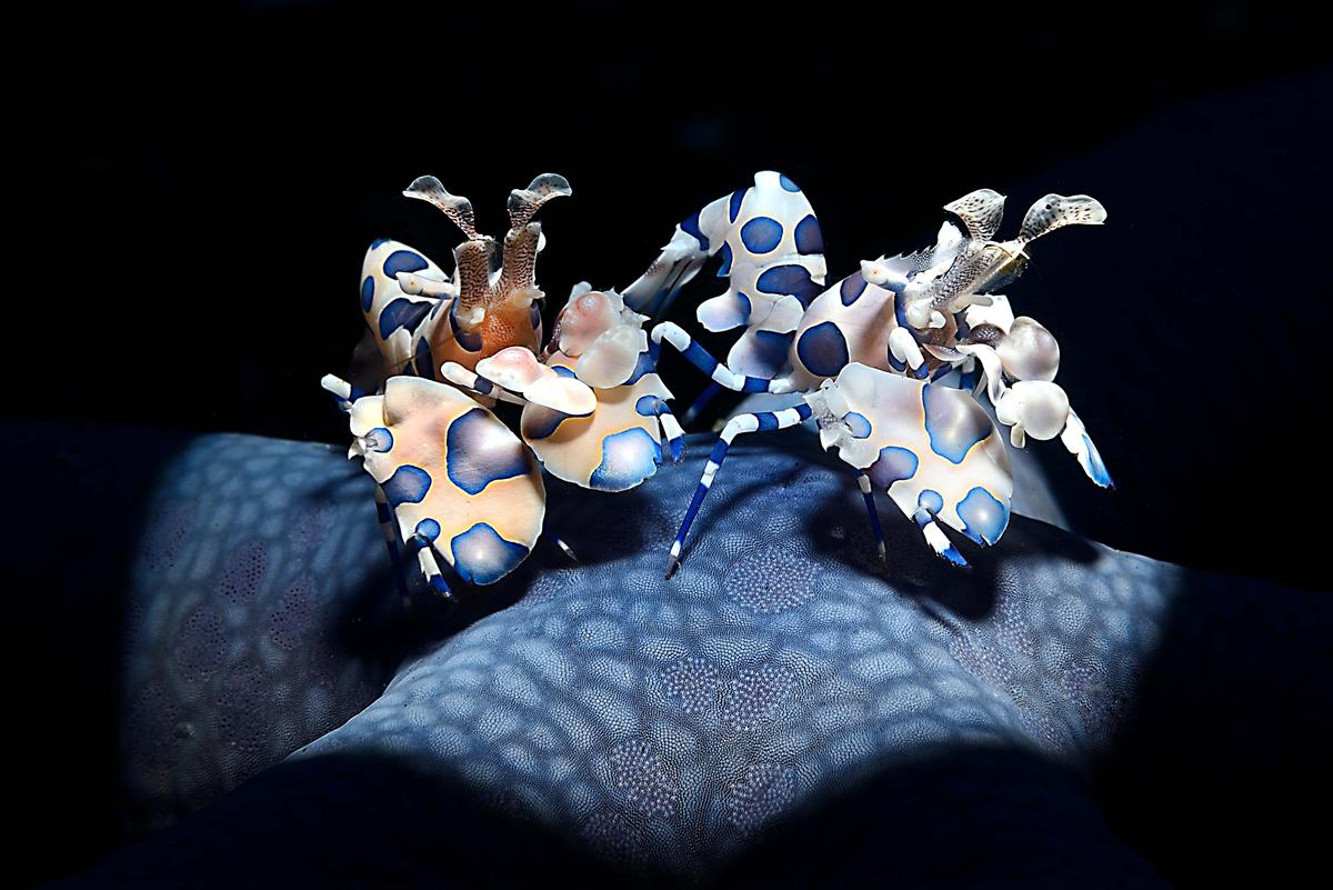 A pair of harlequin shrimp in Indonesia photographed by Adriano Morettin of Italy. (Courtesy of Adriano Morettin/World Nature Photography Award)