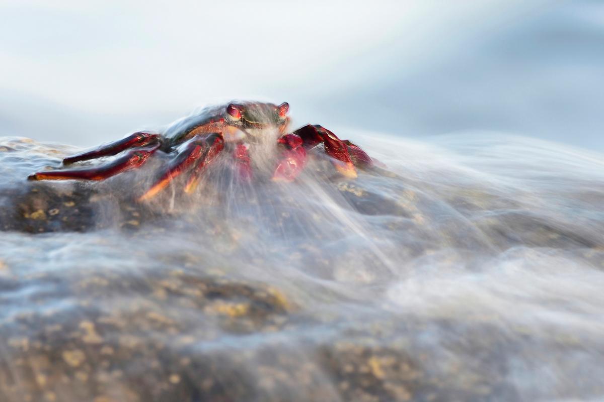 A red crab at La Gomera Island photographed by Javier Herranz Casellas of Spain. (Courtesy of Javier Herranz Casellas/World Nature Photography Award)