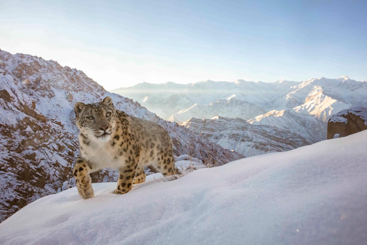 A snow leopard in the Indian Himalayas photographed by Sascha Fonseca of the UAE. (Courtesy of Sascha Fonseca/World Nature Photography Award)