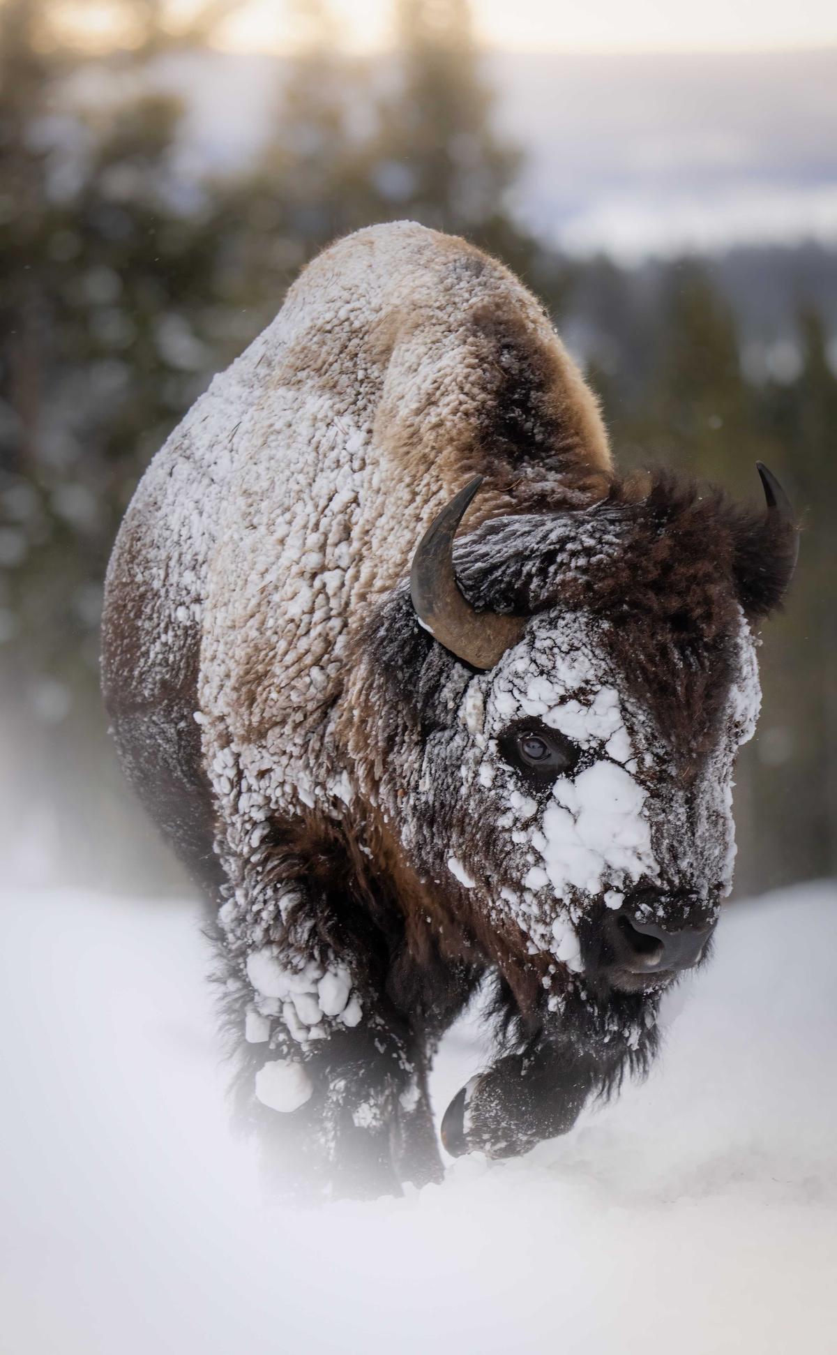 A bison photographed by Mike Darter of the U.S. (Courtesy of Mike Darter/World Nature Photography Award)
